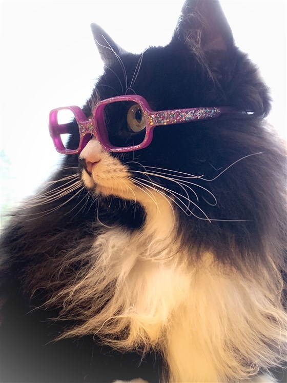 Meet the Glasses-Wearing Cat That Makes Kids Feel Comfortable In Them