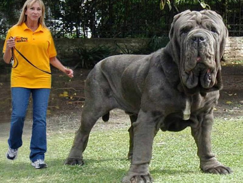 15 Photos of The Largest Dogs On Planet Earth