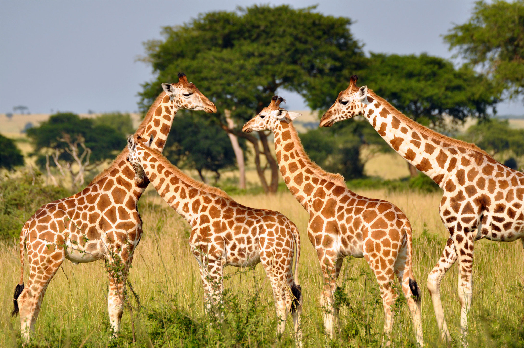 Female Giraffes Thrive with Friendships