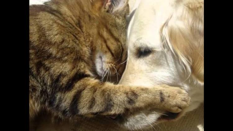 50 Dogs And Cats Who Just Love To Cuddle