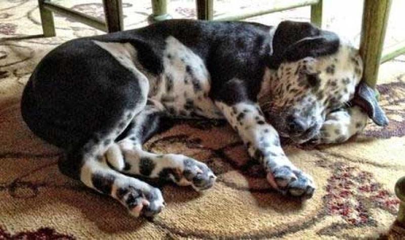 dalmatian rottweiler mix