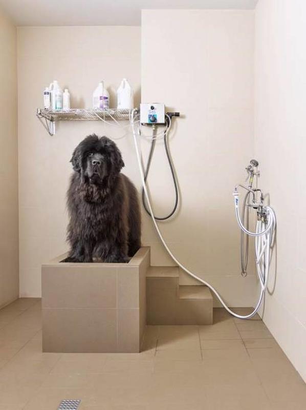 Dog Showers Are The Latest Home Trend, And They Are Absolutely Incredible