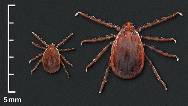 dead cells giant tick